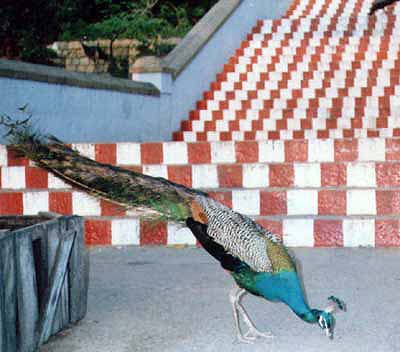 Peacock at Viralimalai